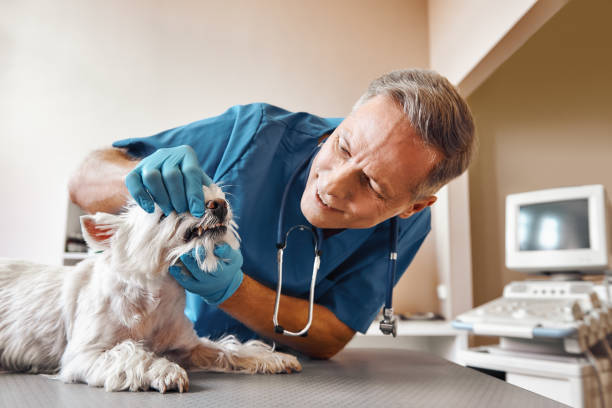 Best Pediatric Emergency Dentist in Hot Springs Village, AR
